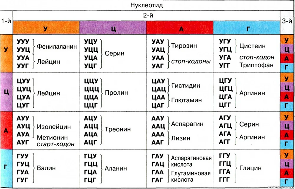 Генетический код и РНК таблица