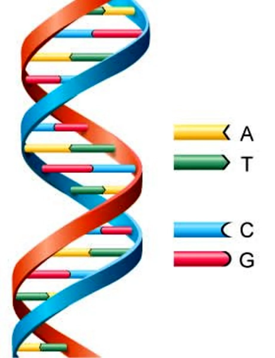 Гены ДНК И РНК