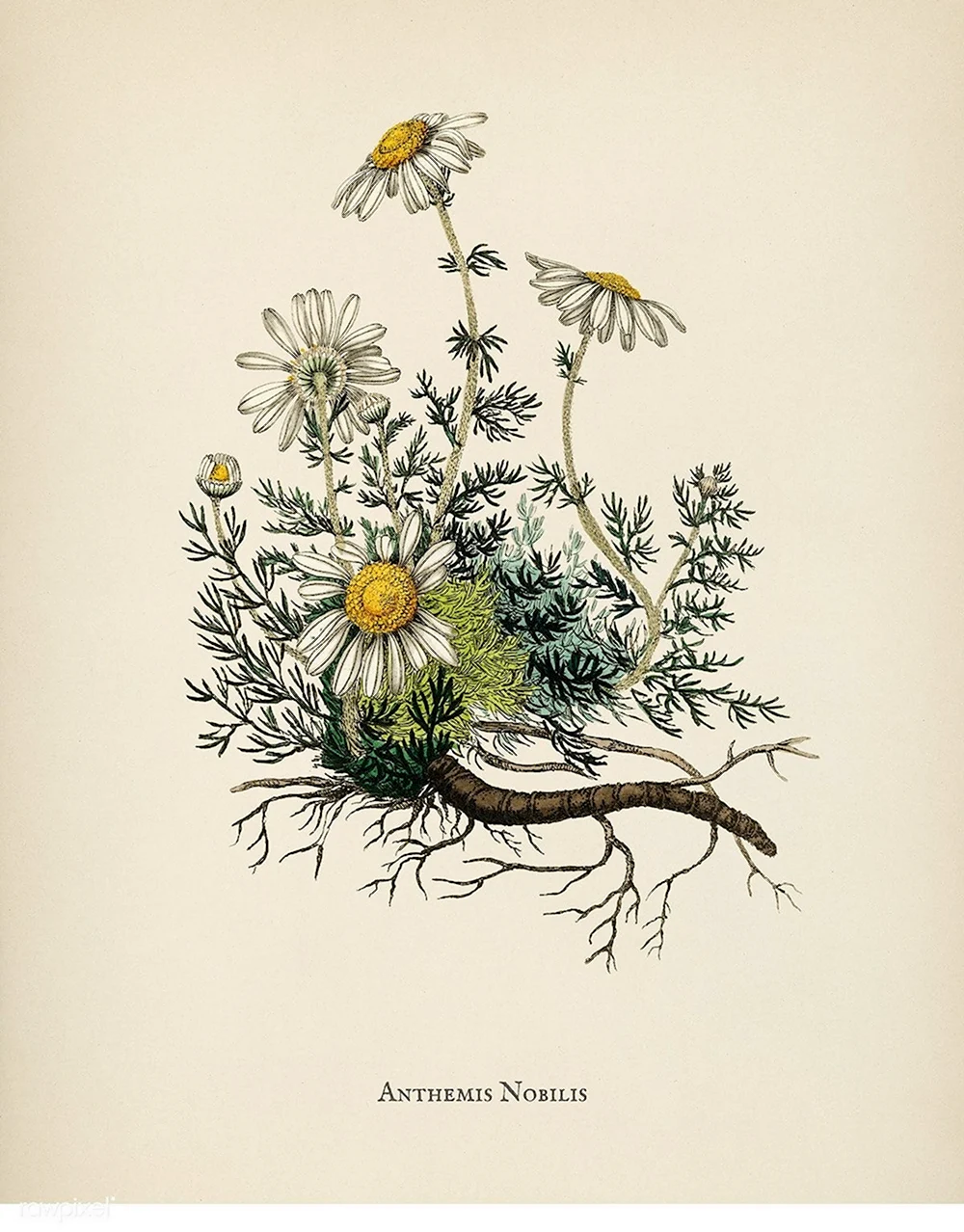 Гербарии трав Ботанические иллюстрации