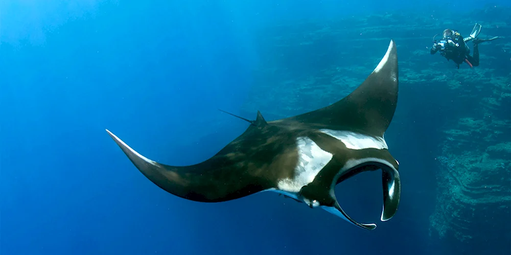 Giant Oceanic Manta ray