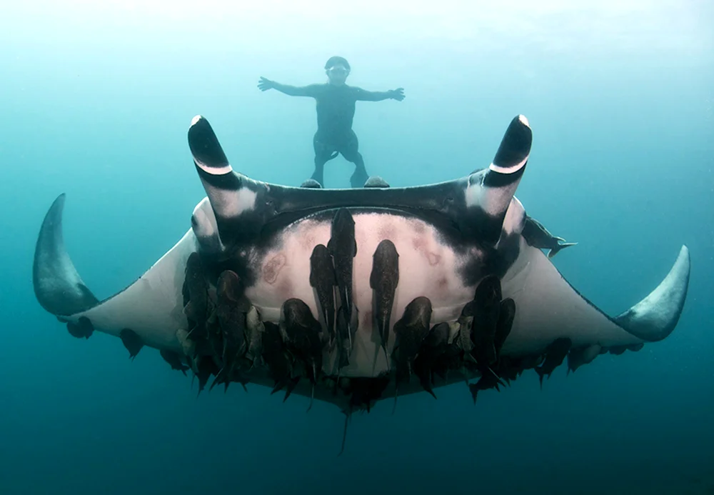 Giant Oceanic Manta ray