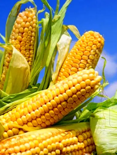 Гибрид кукурузы «Росс 199 МВ»