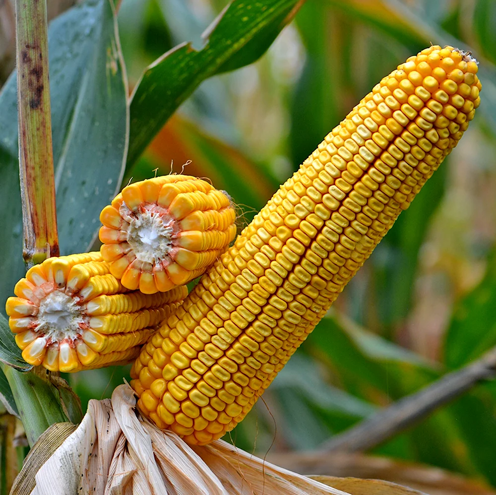 Гибрид кукурузы Сегеди
