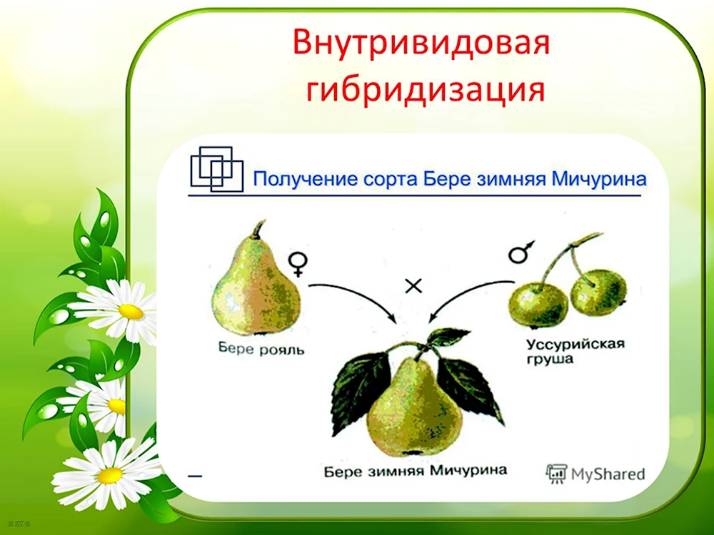 Гибридизация метод селекции растений