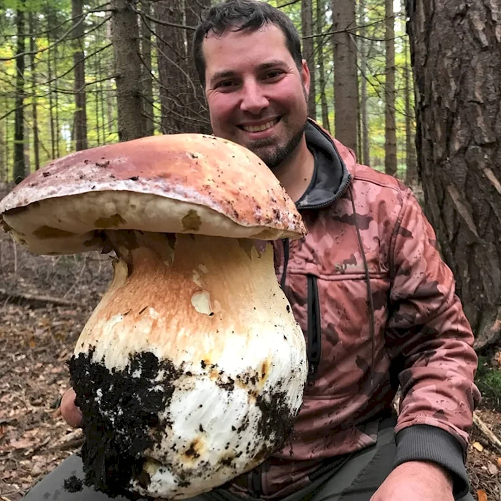 Гигантский гриб в Орегоне