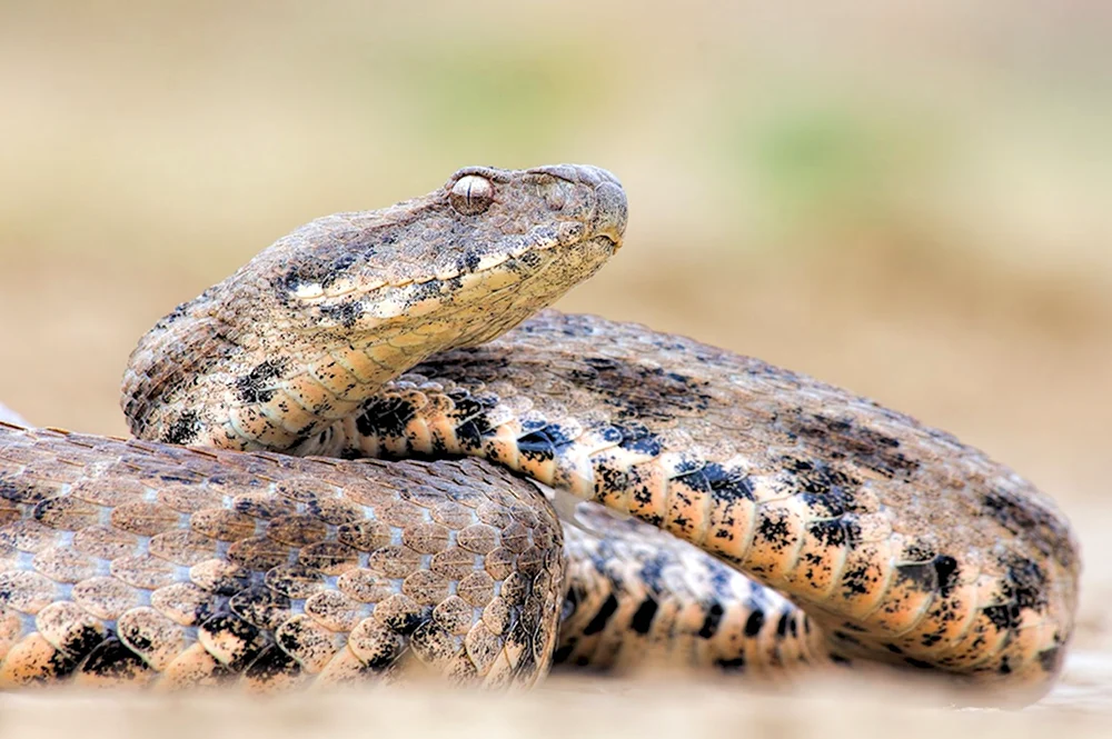 Гюрза Vipera lebetina