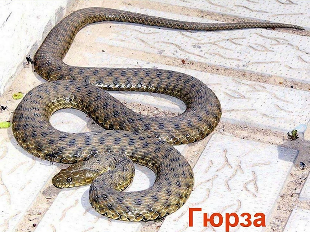 Гюрза Vipera lebetina