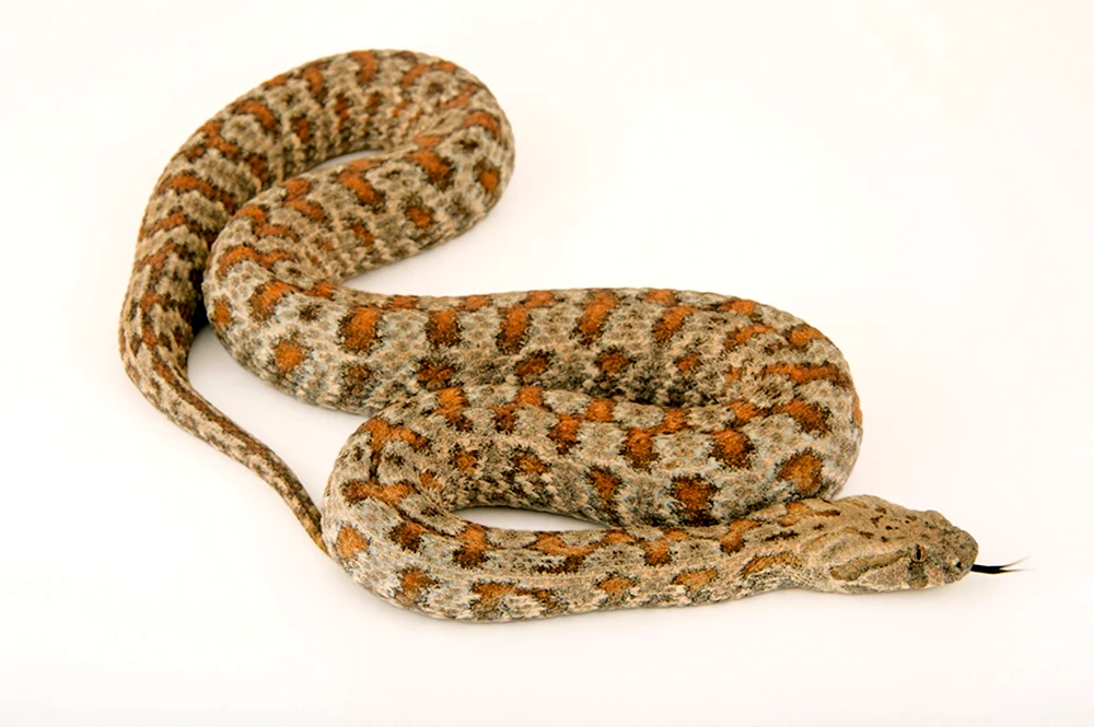 Гюрза Vipera lebetina