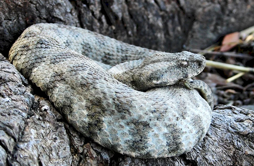 Гюрза Vipera lebetina