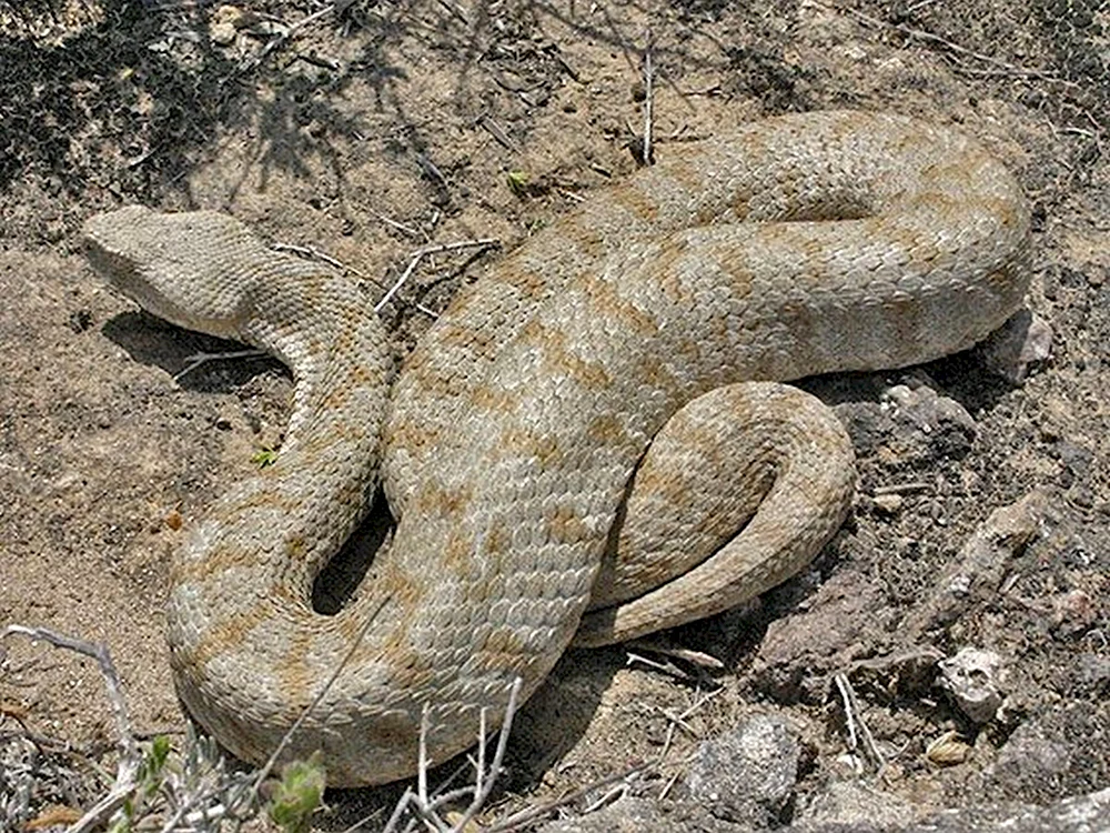 Гюрза Vipera lebetina