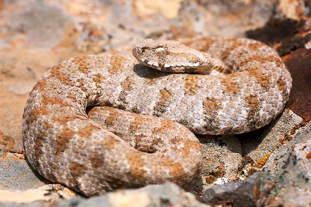 Гюрза Vipera lebetina