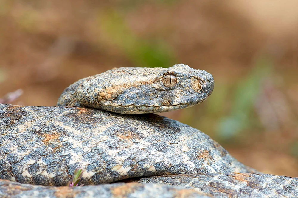 Гюрза Vipera lebetina