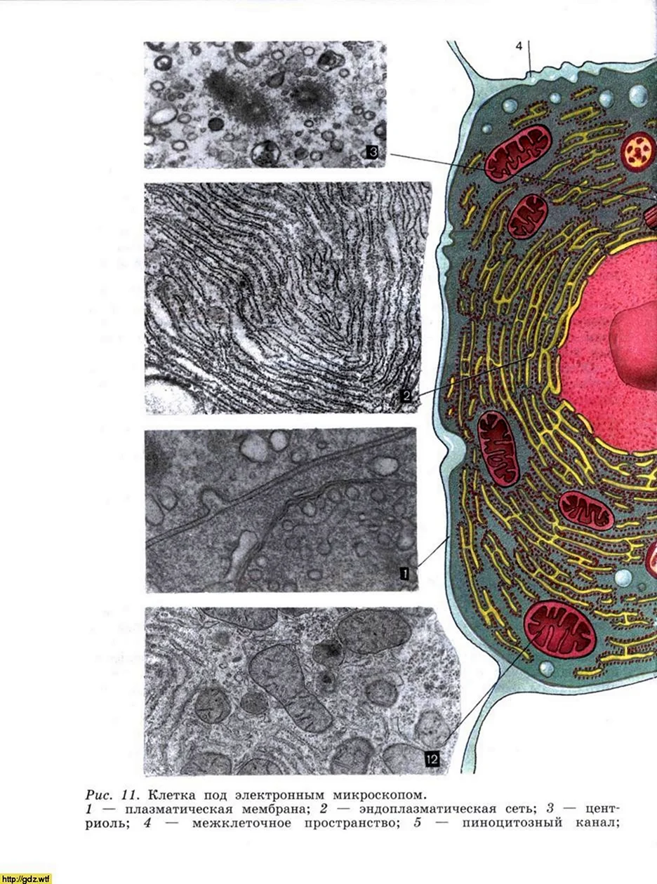 Гладкая эндоплазматическая сеть под микроскопом