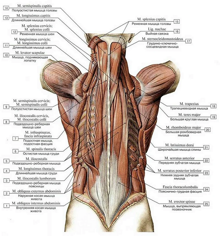 Глубокие мышцы спины анатомия поверхностный слой