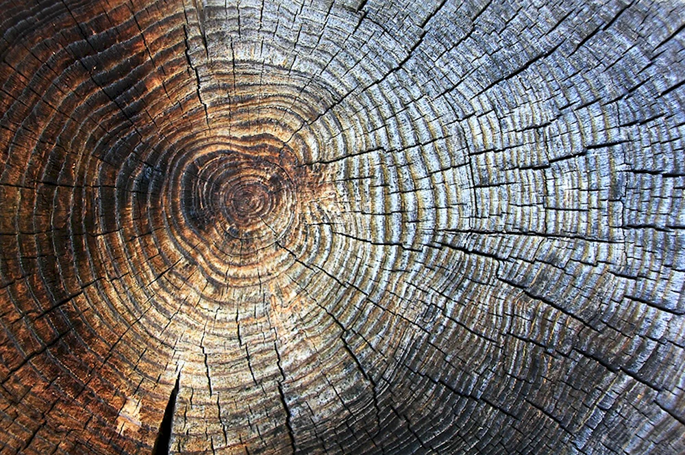 Годичные кольца древесины среза
