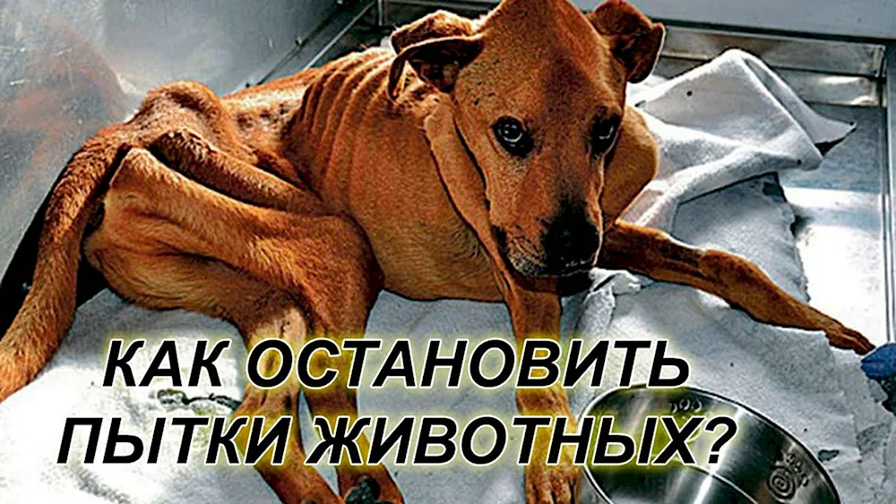 Голодная собака