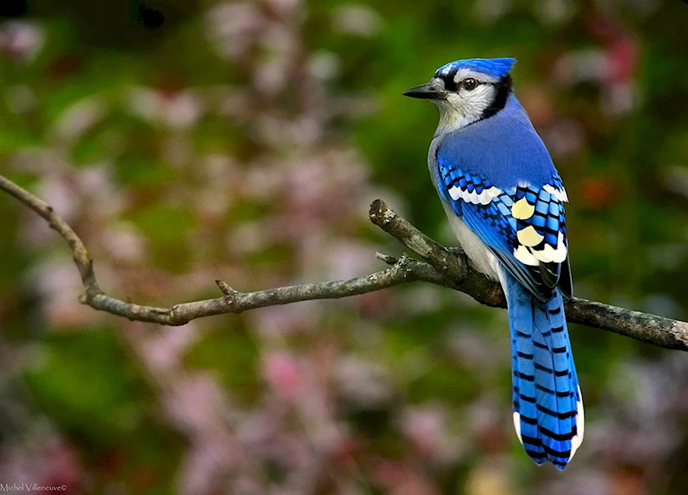 Голубая Сойка птица