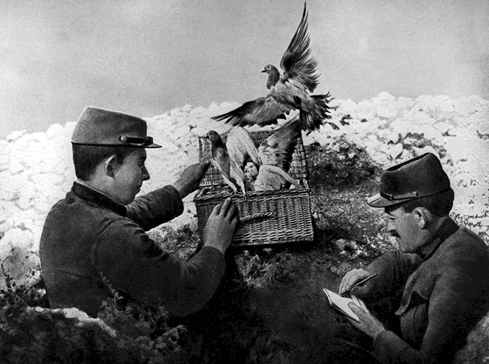 Голуби на ВОВ 1941 1945