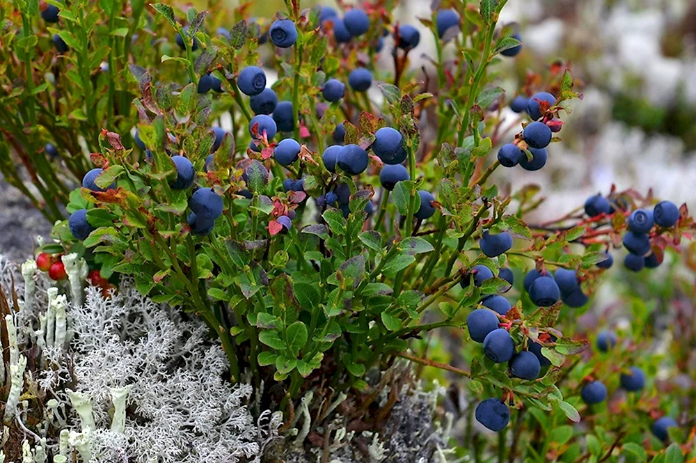 Кустик черники. Черника миртолистная. Черника (Vaccinium myrtillus). Брусника кустарничек. Голубика кустарничек.