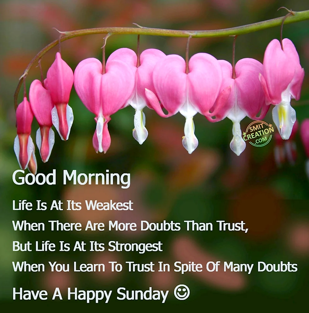 Good morning Happy Sunday