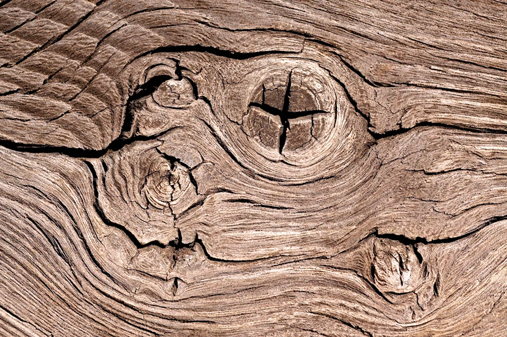Граб текстура древесины