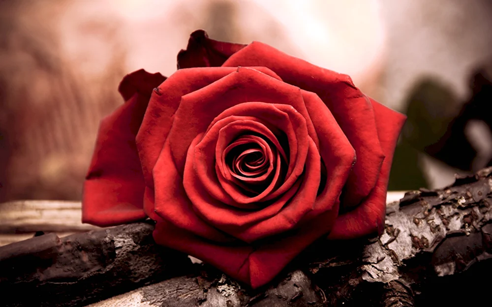 Гранни набор алмазной вышивки красная роза AG 4631 27х19 см