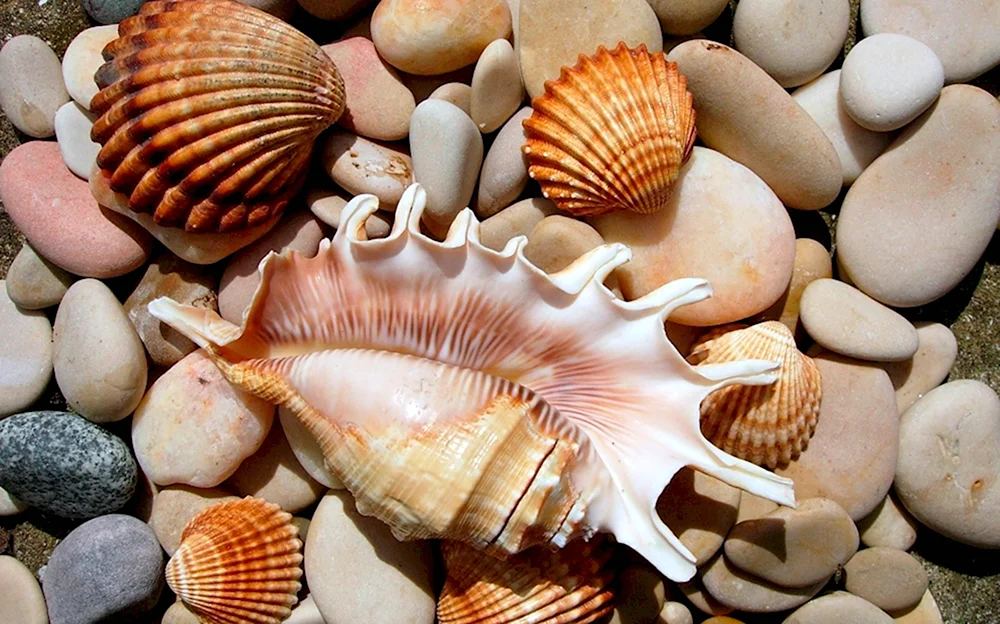 Гребешок моллюск черного моря