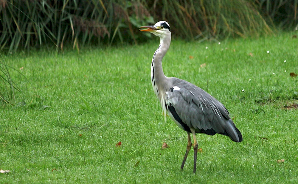 Grey Heron птица