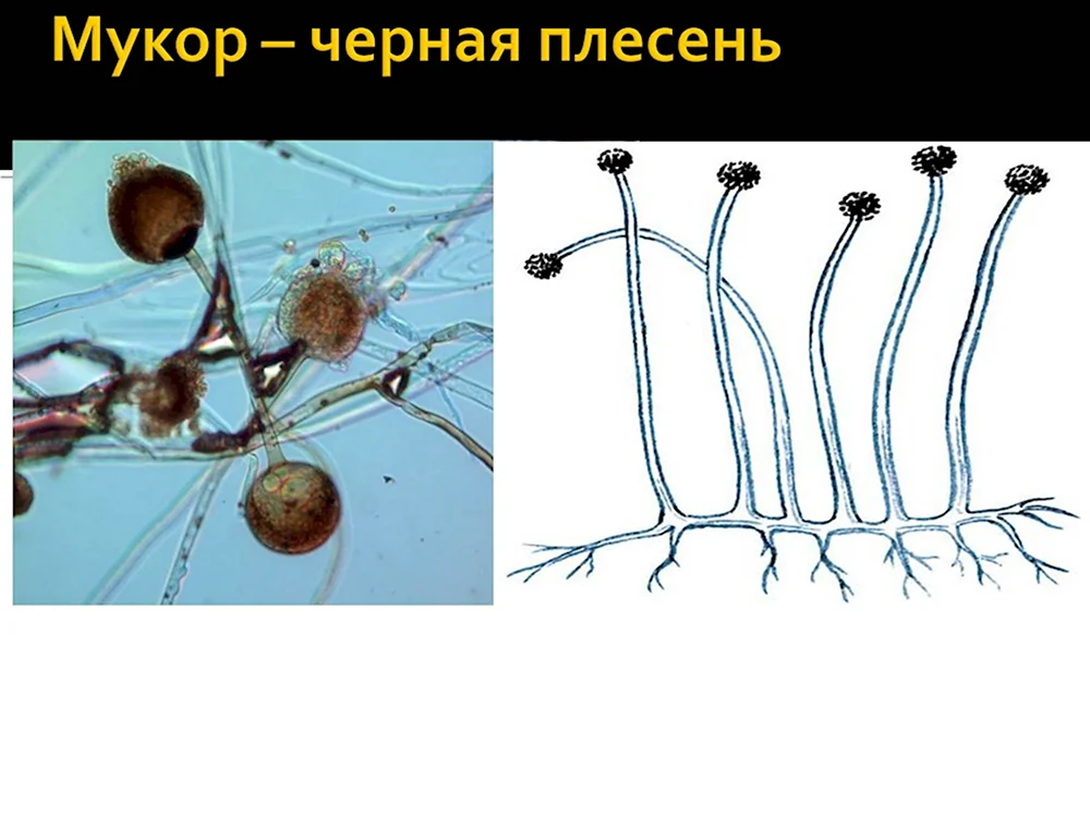 Гриб мукор царство