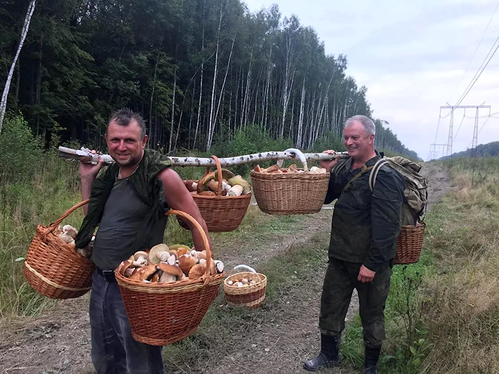 Грибники в лесу