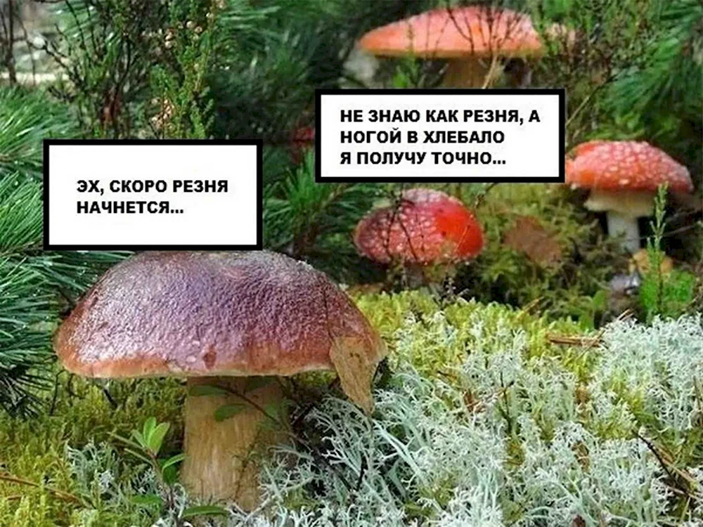 Грибы прикол