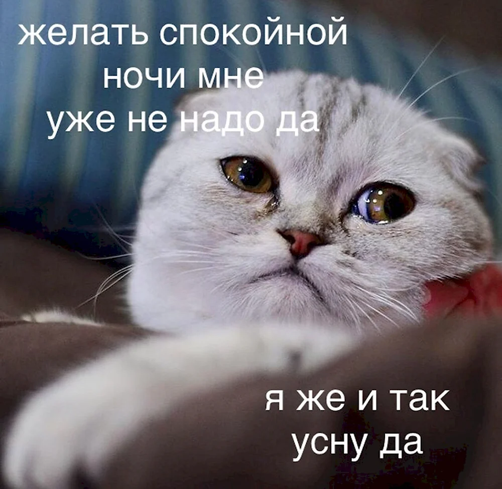 Грустный котик