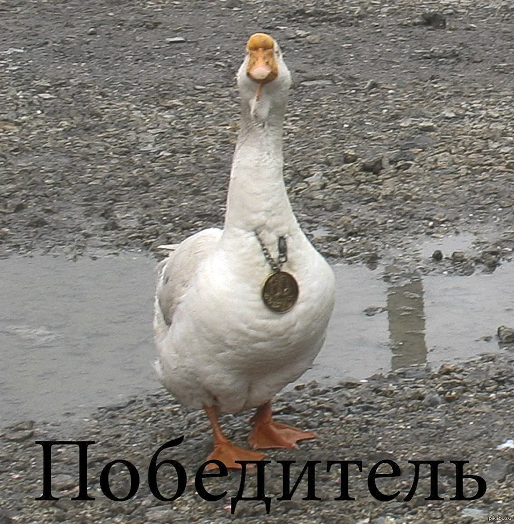 Гусь Мем