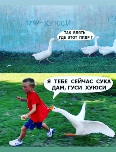 Гусь прикол