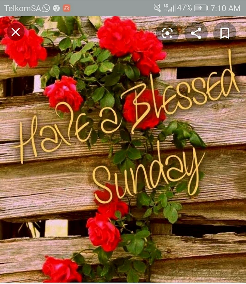 Happy Sunday