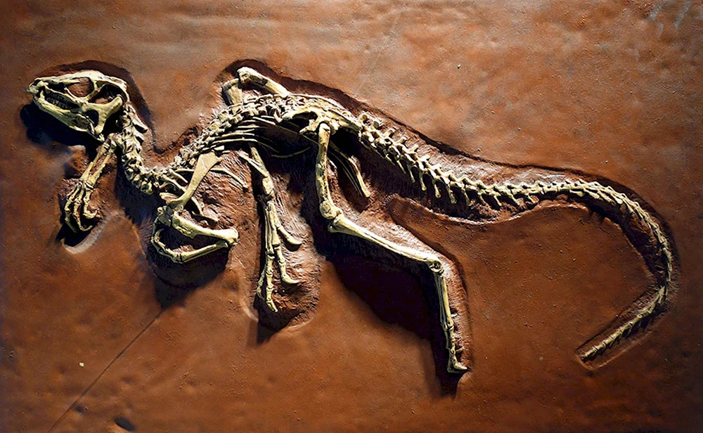 Heterodontosaurus Tucki