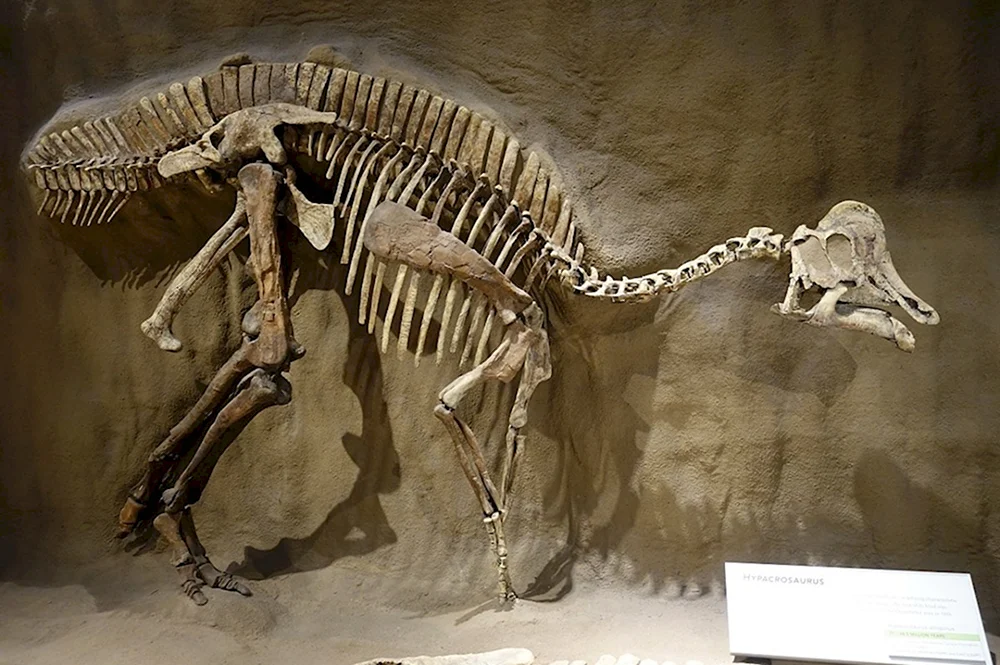 Hypacrosaurus stebingeri