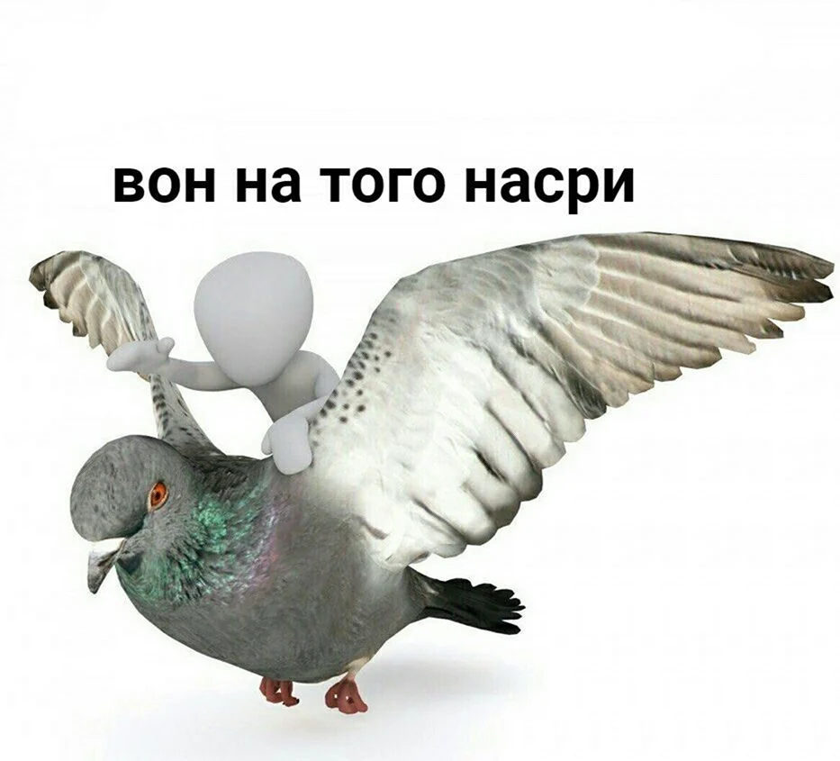 И на того Насри Мем голубь