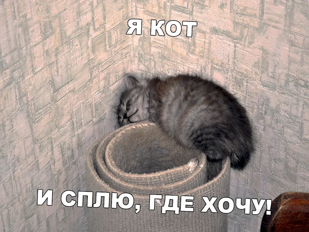 Я кот