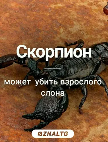 Я Скорпион