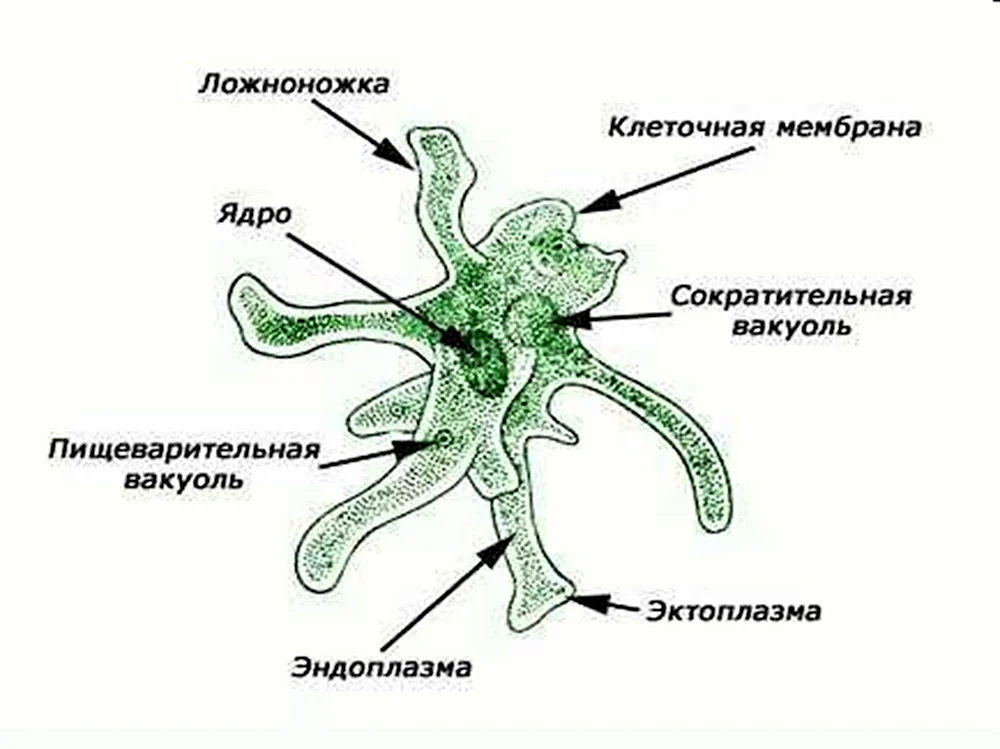 Ядро амебы обыкновенной