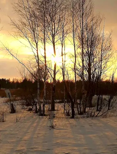 Январь солнце снег березы