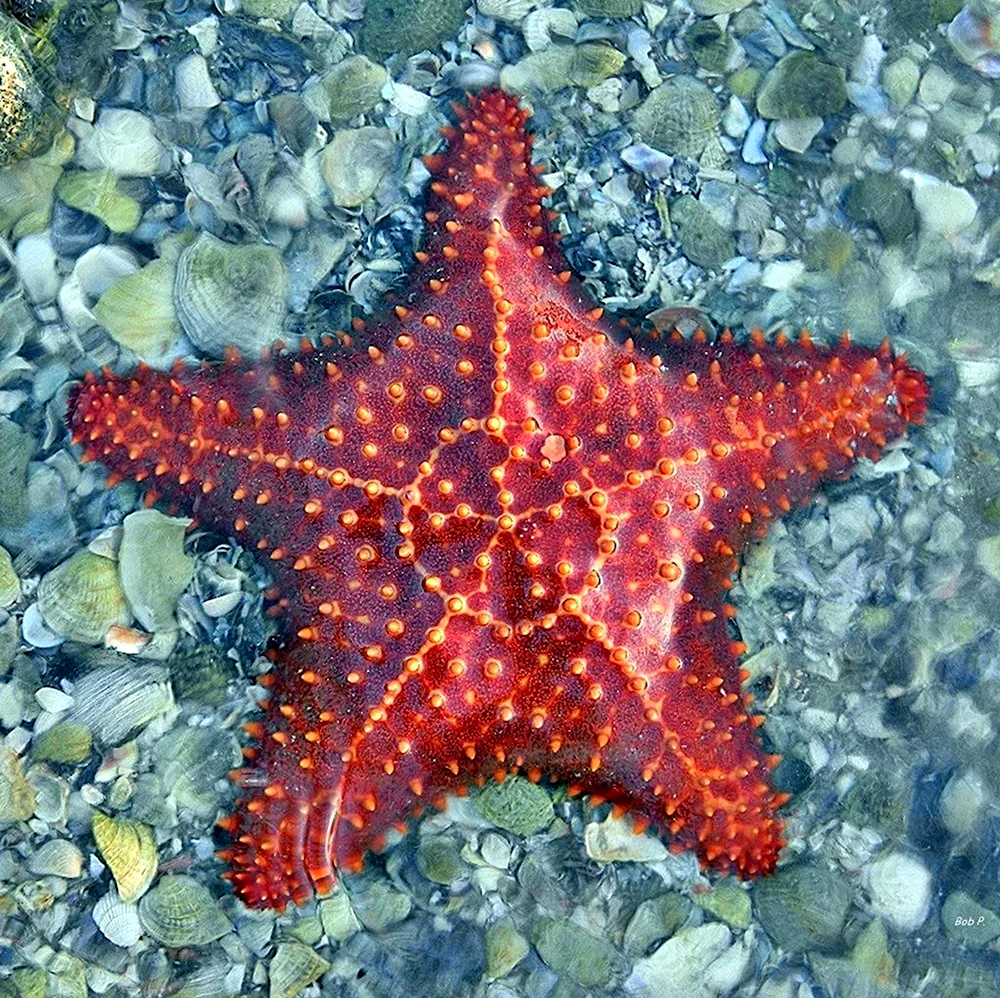 Иглокожие морские звезды