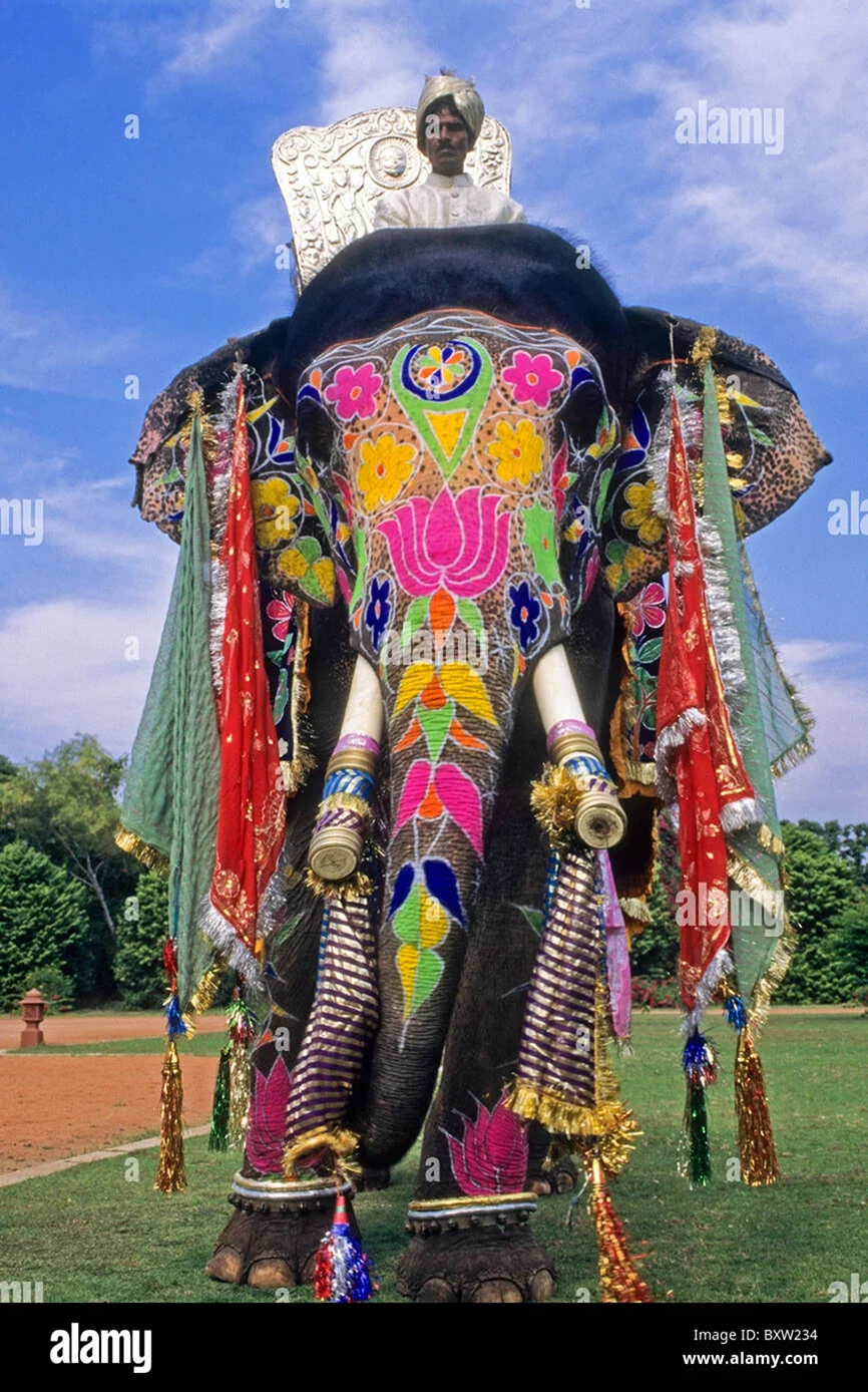 Индия слон