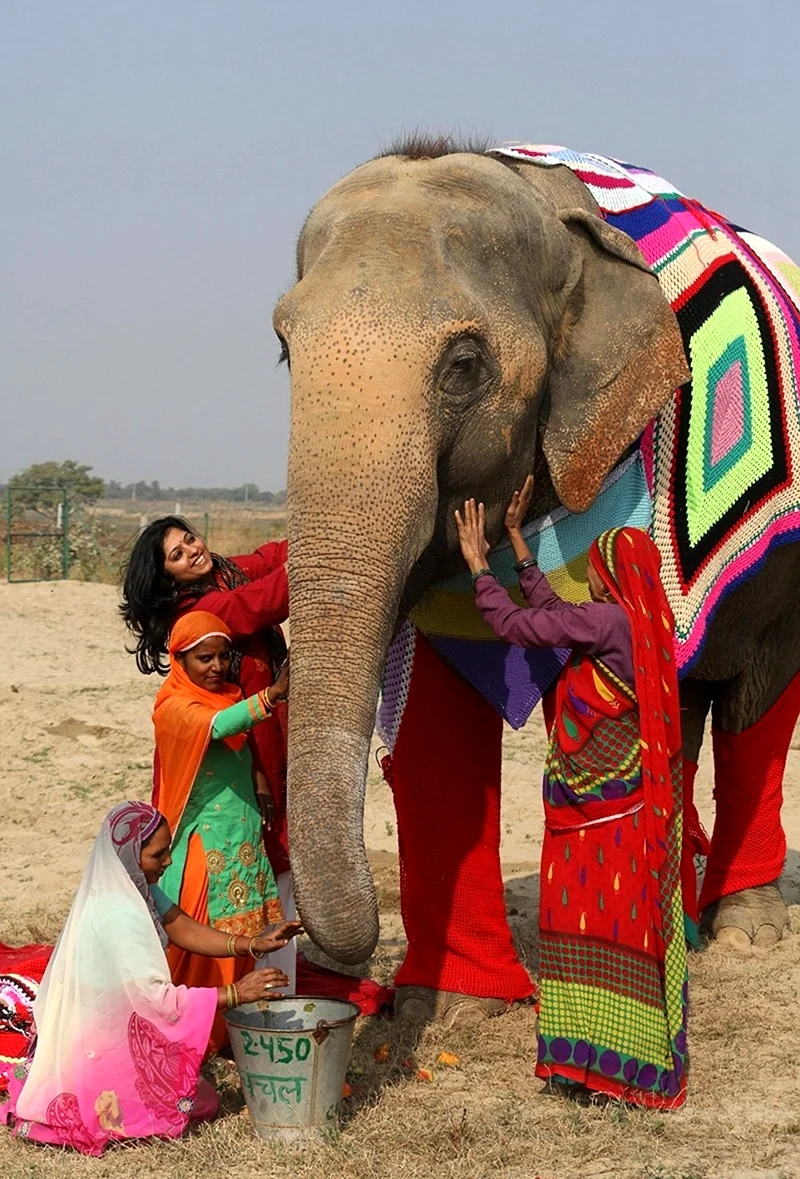 Индия слон