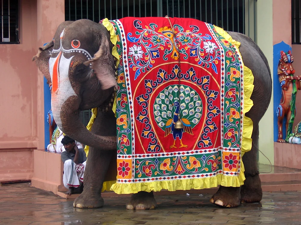 Индийские слоны в Индии