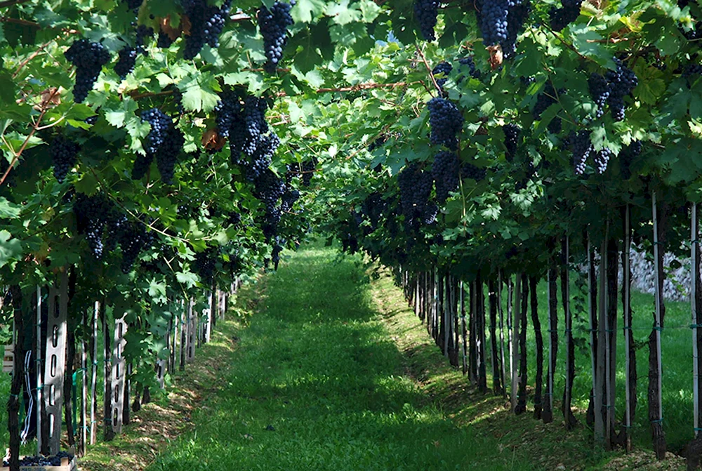 Италия виноградные сады
