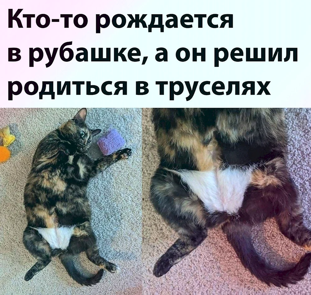 Юмор приколы позитив