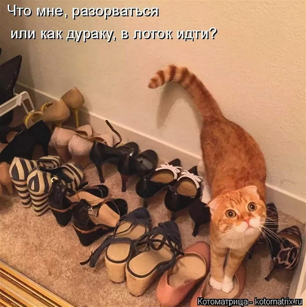 Юмор про котов