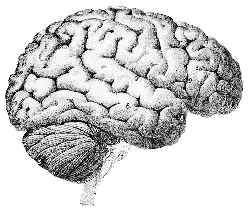 Изображение мозга человека